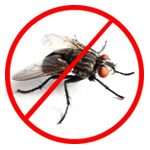 Pest Control Service