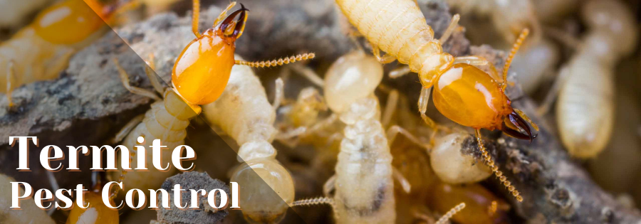 Termite Pest Control