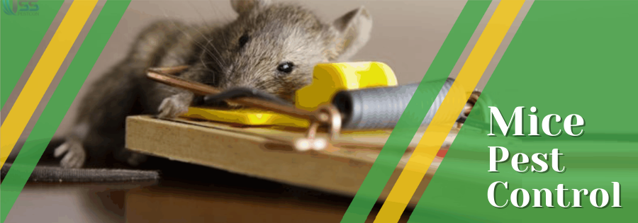 Mice Pest Control