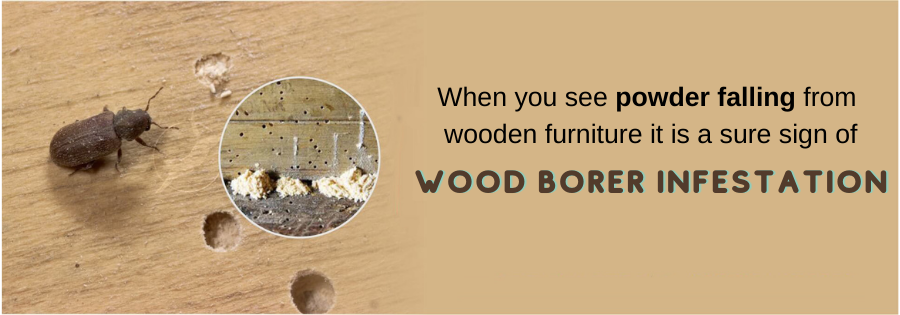 Wood Borer Control Services