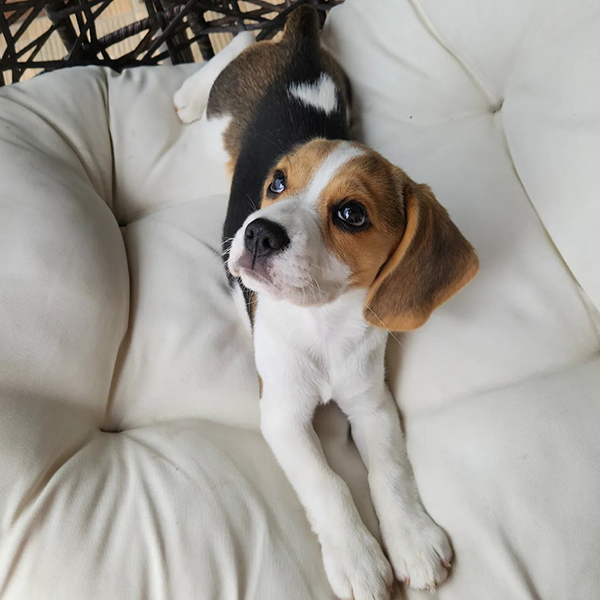 Beagle Puppy for Sale
