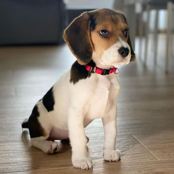 Buy Beagle Puppy