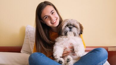 Teacup Shih Tzu Puppies for Sale