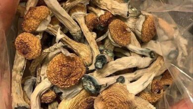 High Quality Mushroom Products