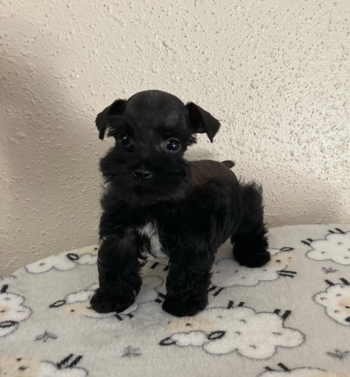 Mini Schnauzer Puppies for Sale