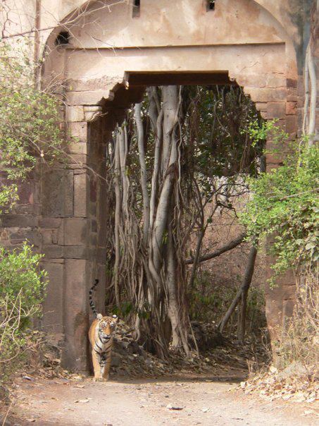 Best Time to Visit in Ranthambore