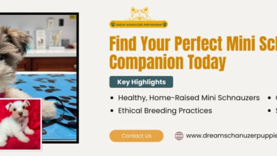 Pet Shipping Service
