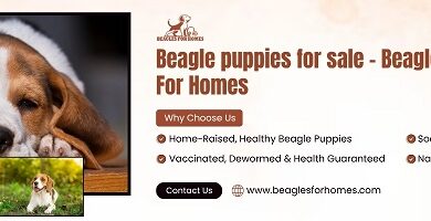 Buy Beagle Puppies