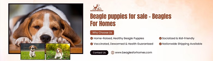 Buy Beagle Puppies