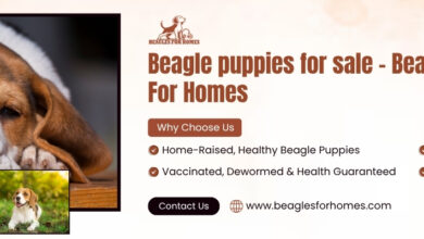 Beagles For Homes