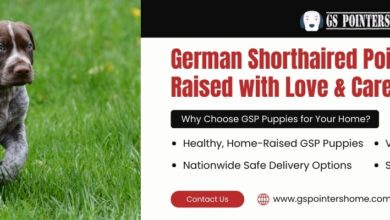 German Shorthaired Pointer Adoption