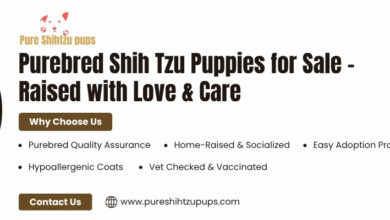 Shih Tzu Puppy for Sale
