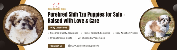 Shih Tzu Puppies Texas