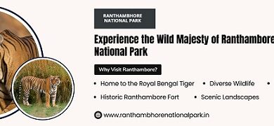 Ranthambore Jeep safari Booking