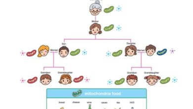 Dna Methylation and Aging
