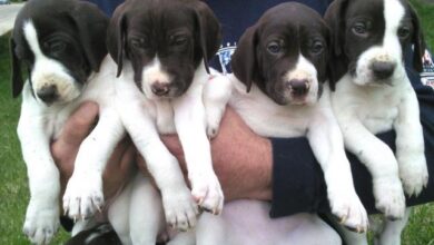 Dog for sale in Gurgaon