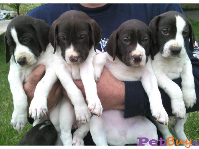 Dog for sale in Gurgaon