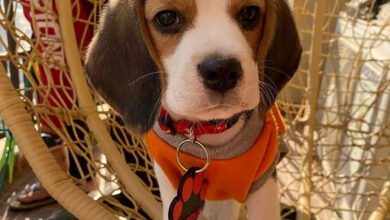 Beagle Puppy Cute