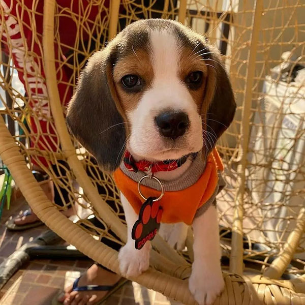 Beagle Puppy Cute