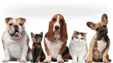Dog for Sale in Ghaziabad