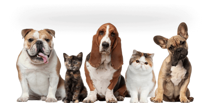 Dog for Sale in Ghaziabad