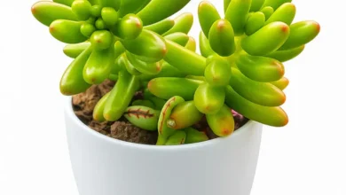 Buy Succulent Plant