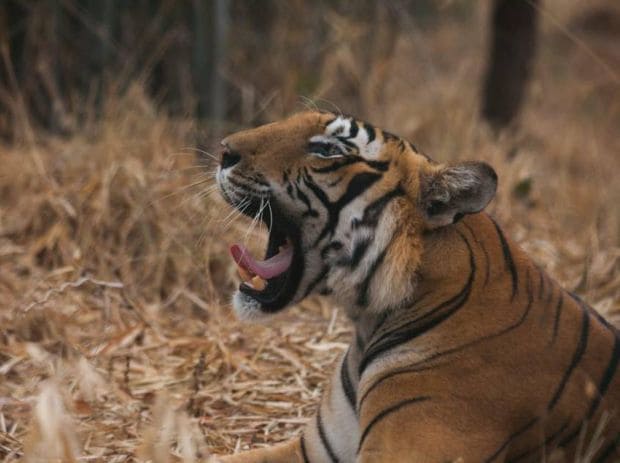 Jhalana Leopard Safari Tour