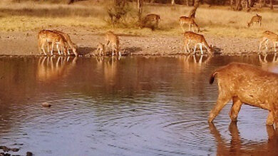 Ranthambore Tour Packages