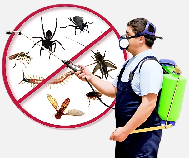 Best Pest Control in Jaipur