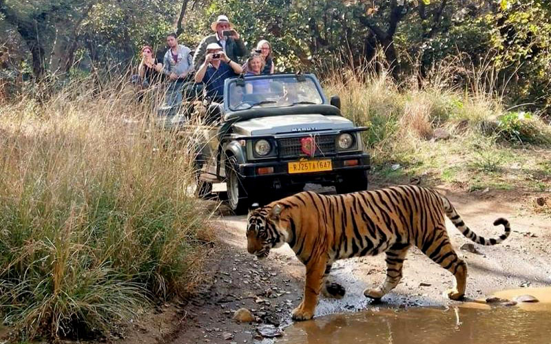 Ranthambore Online safari Booking