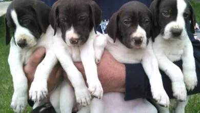 Dog for sale in Gurgaon
