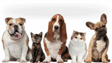 Dog for Sale in Ghaziabad